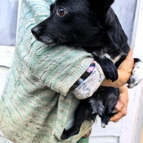 #BE2514146 - Victoria, chien croisé à adopter – AnimalWeb #BE2514146 - Victoria, chien croisé à adopter – AnimalWeb