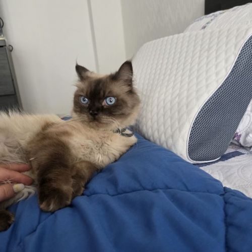 #BE2514148 - Fopi, chat perdu à Molenbeek-Saint-Jean - AnimalWeb Belgi