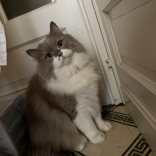 #BE2514149 - Shero, chat perdu à La Louvière - AnimalWeb Belgique