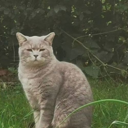 #BE2514150 - Izzy, chat perdu à Malmedy - AnimalWeb Belgique #BE2514150 - Izzy, chat perdu à Malmedy - AnimalWeb Belgique