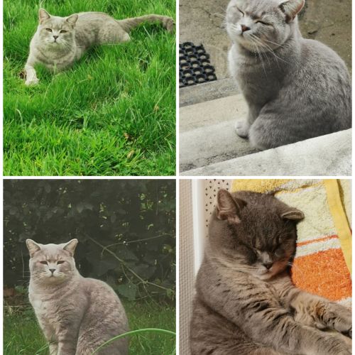 #BE2514150 - Izzy, chat perdu à Malmedy - AnimalWeb Belgique