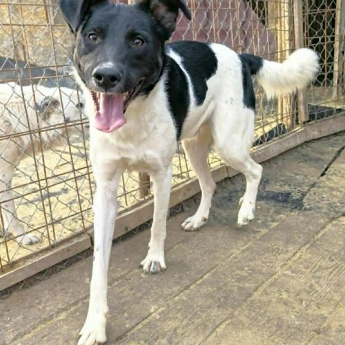 #BE2514154 - Ronnie, chien croisé à adopter – AnimalWeb​