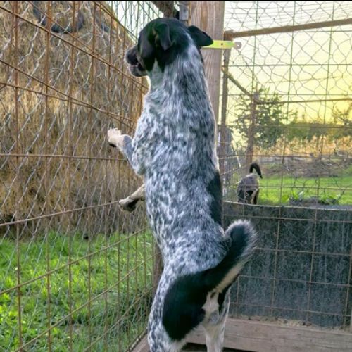 #BE2514155 - Blaze, chien croisé à adopter – AnimalWeb​