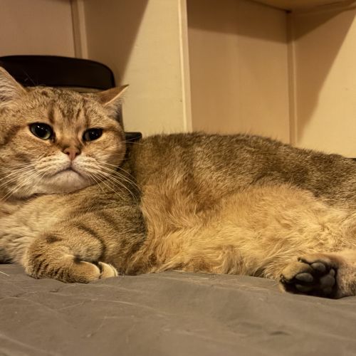 #BE2514157 - Bébé, chat perdu à Saint-Gilles - AnimalWeb Belgique