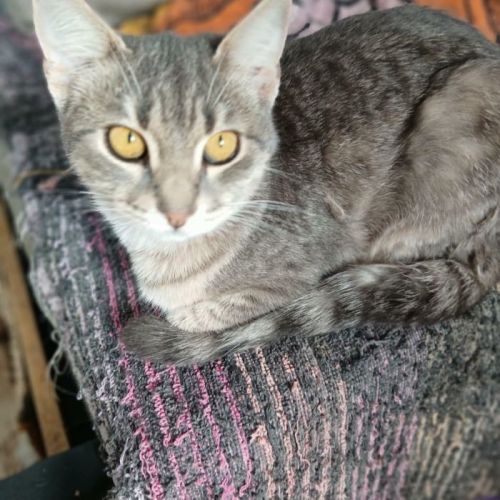 #BE2514159 - Grisette, chat de gouttière à adopter – AnimalWeb Belgiqu #BE2514159 - Grisette, chat de gouttière à adopter – AnimalWeb Belgiqu