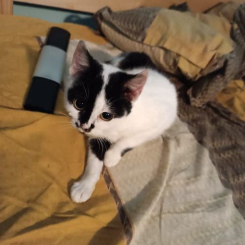 #BE2514160 - Mystic, chat de gouttière à adopter – AnimalWeb Belgique #BE2514160 - Mystic, chat de gouttière à adopter – AnimalWeb Belgique