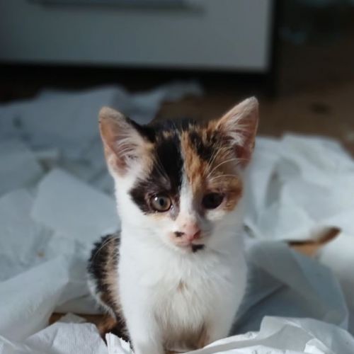 #BE2514161 - Trina, chat de gouttière à adopter – AnimalWeb Belgique #BE2514161 - Trina, chat de gouttière à adopter – AnimalWeb Belgique