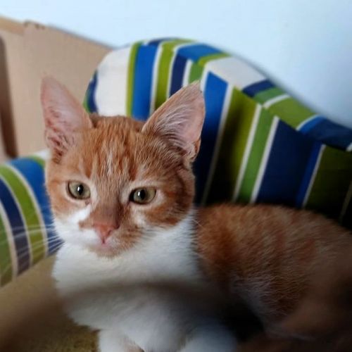 #BE2514162 - O'Malley, chat de gouttière à adopter – AnimalWeb Belgiqu #BE2514162 - O'Malley, chat de gouttière à adopter – AnimalWeb Belgiqu