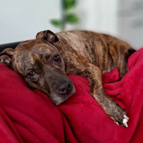 #BE2514163 - Smartie, chien à adopter à Maurage – AnimalWeb​