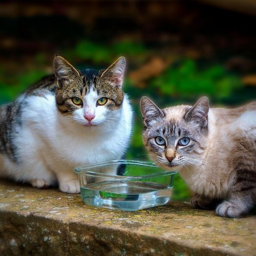 Deux chats domestiques près d’un bol d’eau, illustrant l’importance de