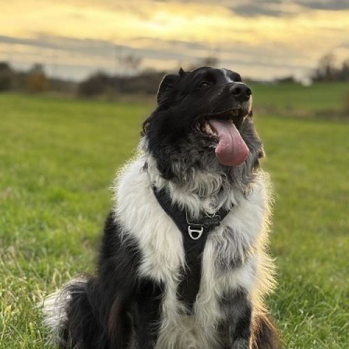 #BE2514165 - Penny, chien perdu à Sambreville - AnimalWeb Belgique