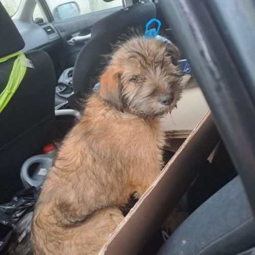 #BE2514166 - Suzanna, chien croisé à adopter – AnimalWeb Belgique