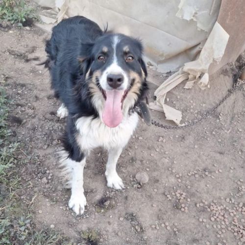 #BE2514167 - Céleste, chien croisé à adopter – AnimalWeb Belgique