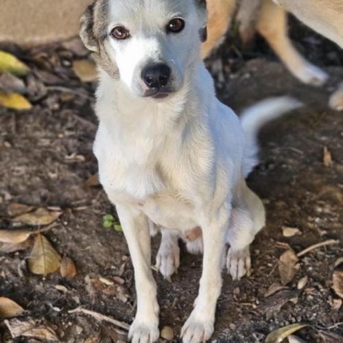 #BE2514168 - Douggie, chien croisé à adopter – AnimalWeb Belgique