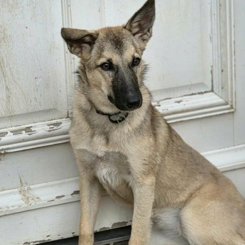 #BE2514169 - Ninia, chien croisé à adopter – AnimalWeb Belgique