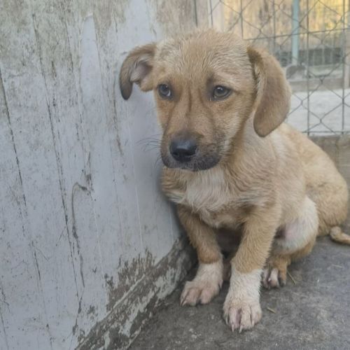 #BE2514172 - Lucien, chien croisé à adopter – AnimalWeb Belgique #BE2514172 - Lucien, chien croisé à adopter – AnimalWeb Belgique