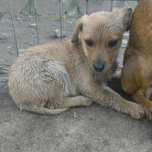 #BE2514173 - Milie, chien croisé à adopter – AnimalWeb Belgique #BE2514173 - Milie, chien croisé à adopter – AnimalWeb Belgique