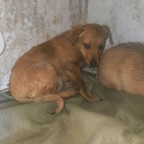 #BE2514174 - Mindy, chien croisé à adopter – AnimalWeb Belgique #BE2514174 - Mindy, chien croisé à adopter – AnimalWeb Belgique