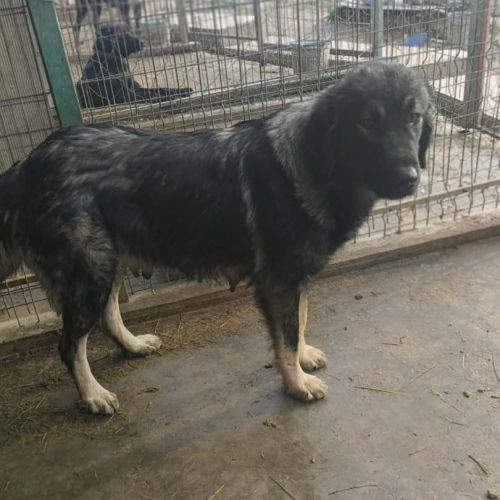 #BE2514175 - Freya, chien croisé à adopter – AnimalWeb Belgique #BE2514175 - Freya, chien croisé à adopter – AnimalWeb Belgique