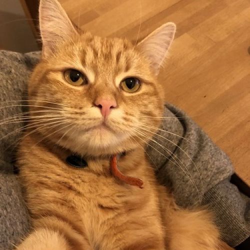 #BE2514157 - Luci, chat perdu à Forest - AnimalWeb Belgique