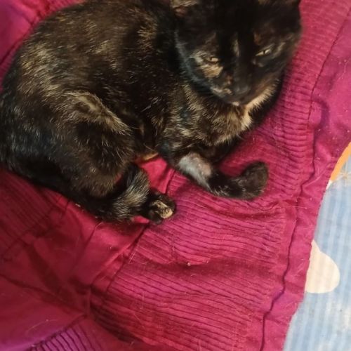 #BE2514177 - Chaussette, chat de gouttière à adopter – AnimalWeb Belgi