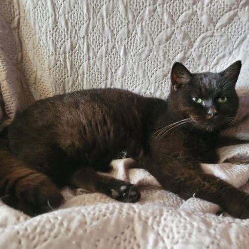 #BE2514178 - Marine, chat à adopter à Leuze-en-Hainaut - AnimalWeb Bel