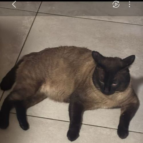 #BE2514179 - Bouboule, chat perdu à Jumet - AnimalWeb Belgique