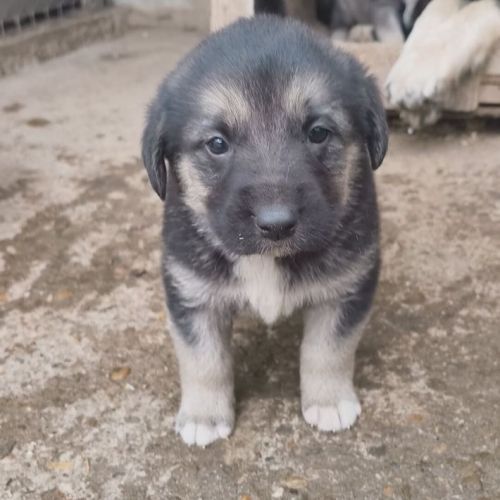 #BE2514182 - Rose, chien croisé à adopter – AnimalWeb Belgique #BE2514182 - Rose, chien croisé à adopter – AnimalWeb Belgique