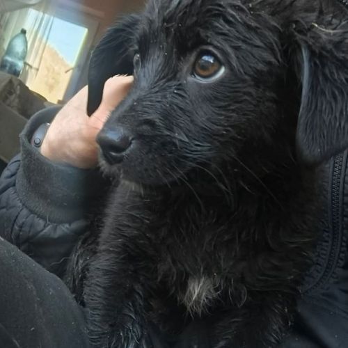 #BE2514183 - Kenza, chien croisé à adopter – AnimalWeb Belgique #BE2514183 - Kenza, chien croisé à adopter – AnimalWeb Belgique