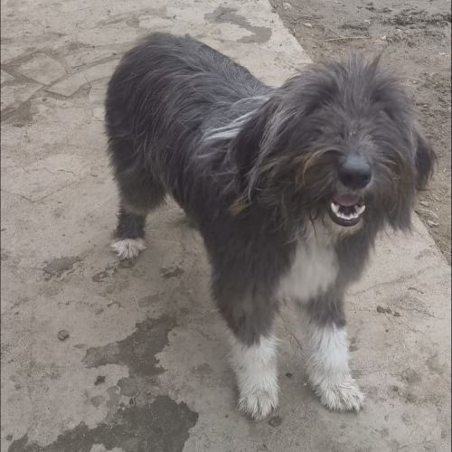 #BE2514184 - Noelle, chien croisé à adopter – AnimalWeb Belgique #BE2514184 - Noelle, chien croisé à adopter – AnimalWeb Belgique