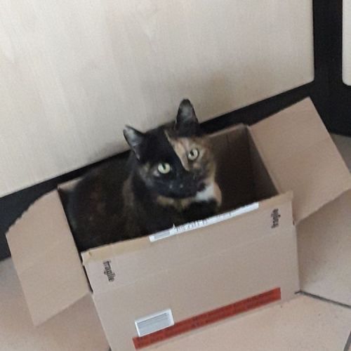 #BE2514187 - Happy, chat perdu à Aiseau-Presles - AnimalWeb Belgique #BE2514187 - Happy, chat perdu à Aiseau-Presles - AnimalWeb Belgique