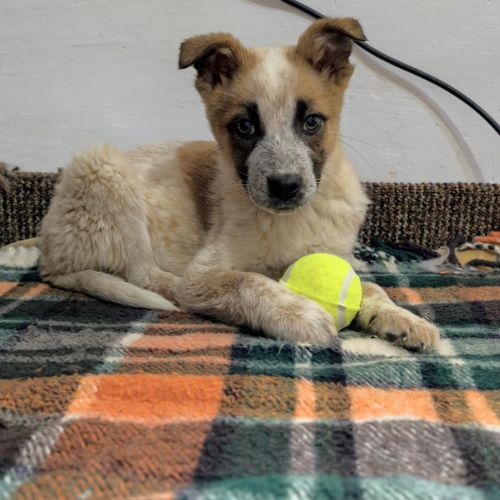 #BE2614188 - Nougat, chien croisé à adopter – AnimalWeb​