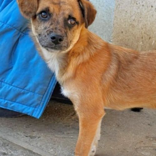 #BE2614189 - Pit, chien croisé à adopter – AnimalWeb​