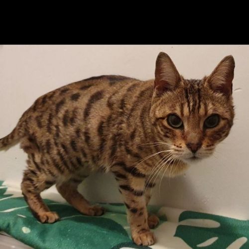 #BE2614194 - Chat trouvé à Mons - AnimalWeb Belgique