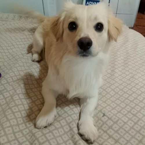 #BE2614196 - Praline, chien croisé à adopter – AnimalWeb Belgique