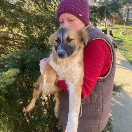 #BE2614197 - Daria, chien croisé à adopter – AnimalWeb Belgique