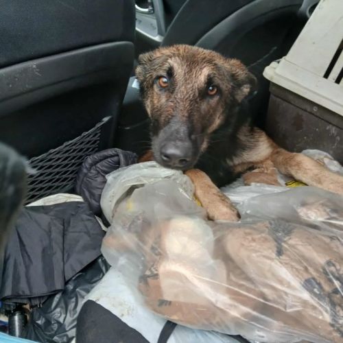 #BE2614198 - Major, chien croisé à adopter – AnimalWeb Belgique