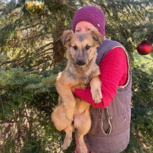 #BE2614199 - Koda, chien croisé à adopter – AnimalWeb Belgique