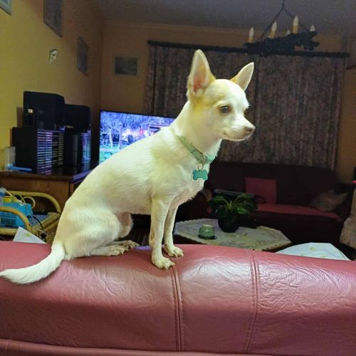 #BE2614200 - Milo, chien à adopter à Maurage – AnimalWeb​