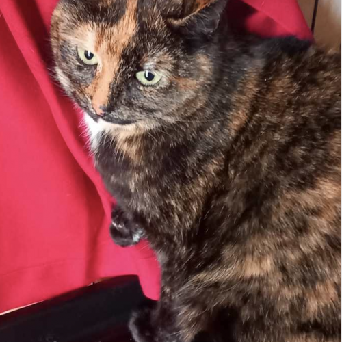 #BE2614201 - Gustina, chat à adopter à Maurage - AnimalWeb Belgique