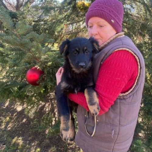 #BE2614205 - Miaa, chien croisé à adopter – AnimalWeb Belgique