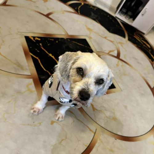 #BE2614206 -  Dodo, chien croisé à adopter – AnimalWeb Belgique