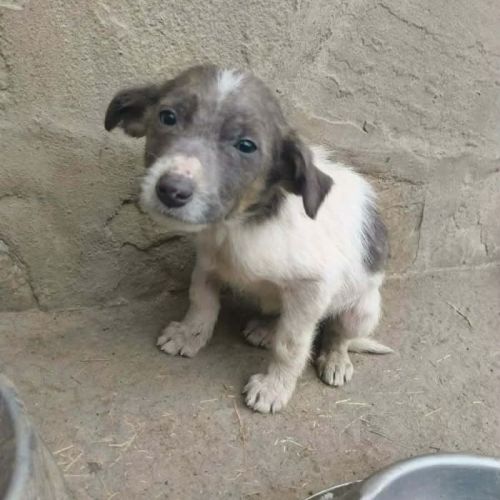 #BE2614207 - Coquinette, chien croisé à adopter – AnimalWeb Belgique