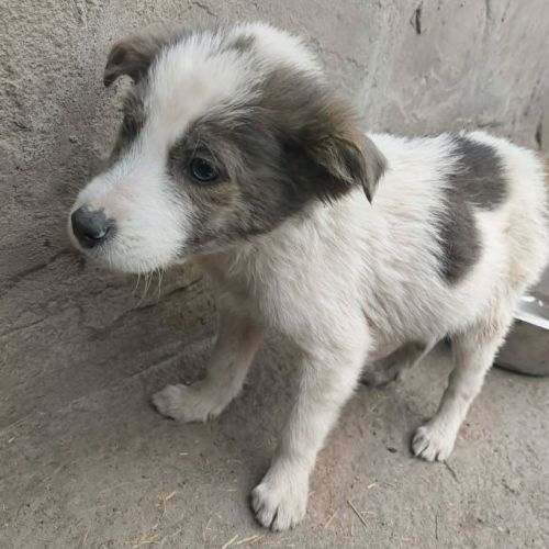 #BE2614208 - Pipelette, chien croisé à adopter – AnimalWeb Belgique