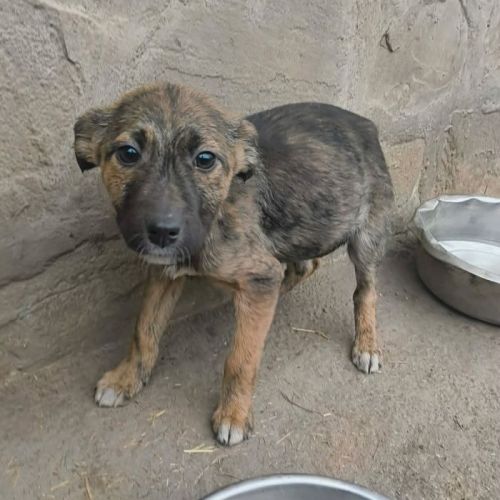 #BE2614209 - Canaillou, chien croisé à adopter – AnimalWeb Belgique