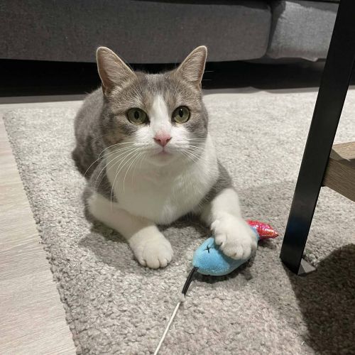 #BE2614210 - Moly, chat perdu à Soignies - AnimalWeb Belgique