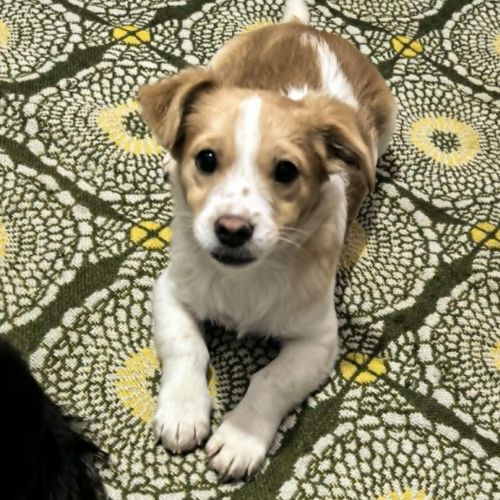 #BE2614211 - Eira, chien croisé à adopter – AnimalWeb​