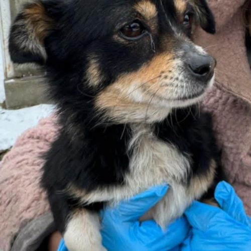 #BE2614212 - Nova, chien croisé à adopter – AnimalWeb​