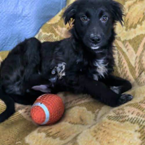 #BE2614213 - Opal, chien croisé à adopter – AnimalWeb​