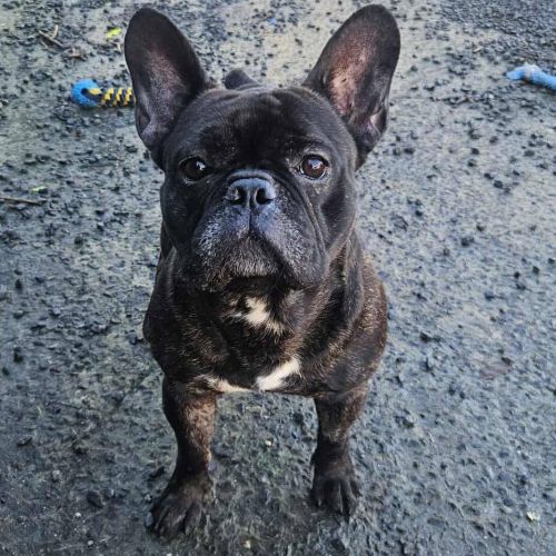 #BE2614214 - Adoptez Charly, un chien à Wiers – AnimalWeb​